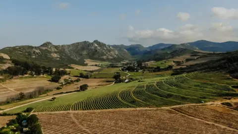 Dee Lourens Badenhorst vineyards