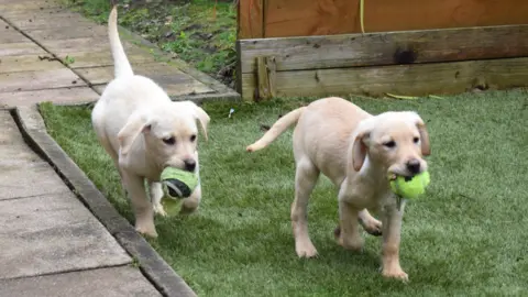 Scottish SPCA Puppies