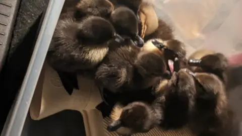 Sarah Griffiths Ducklings in a box