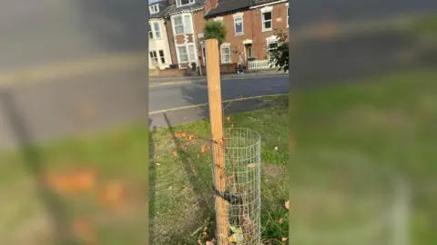 LDRS One of the dead trees