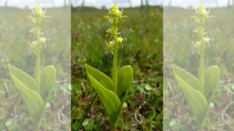 Bridgend council Fen orchid displaying yellow flowers