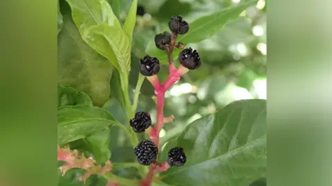 CUBG/Howard Rice Pleuropetalum darwinii