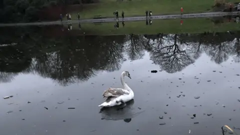 RSPCA Swan on frozen lake