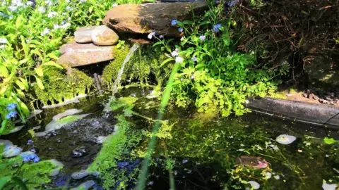 ZSL Image of wildlife pond with shade and vegetation for frogs courtesy of Paul Kleiman's garden