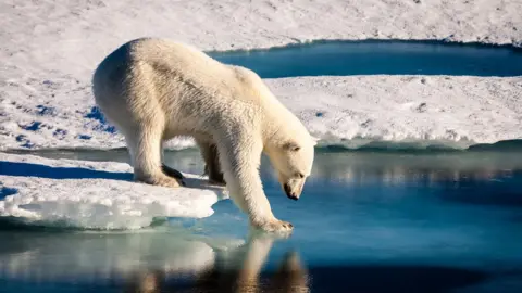 Getty Images A polar bear