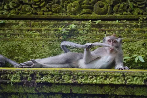 Delphine Casimir/Comedy Wildlife Photography Award A monkey relaxing