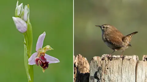 Paul Rule Bee orchid (left); wren (right)