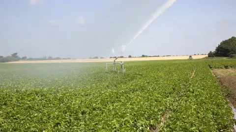 Getty Images Irrigator