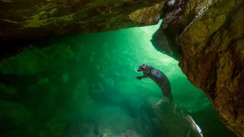 Ben Porter Seals swimming in a cave