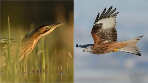 Ben Andrew/RSPB images Bittern and red kite