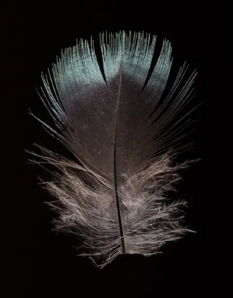 RZSS Male feather