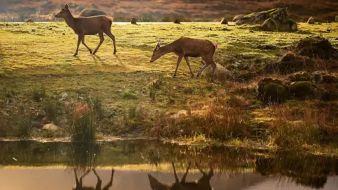 Getty Images deer