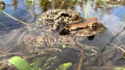 Pat Douglas Toads