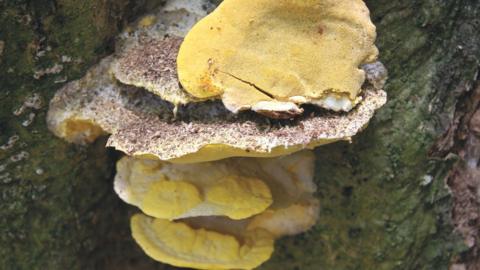 The secret life of fungi: Ten fascinating facts - BBC News