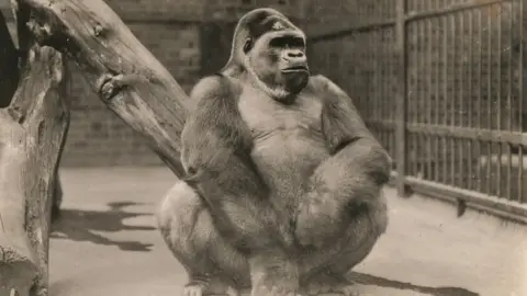 Bristol Zoological Society Alfred the gorilla