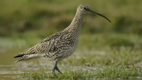 Curlew