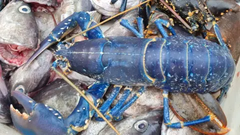 Ricky Greenhowe Blue Lobster