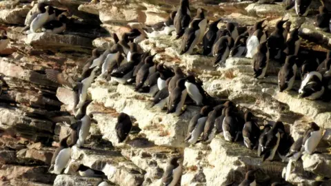 Torbay Coast & Countryside Trust Guillemots