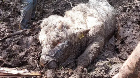 Mid and West Wales Fire and Rescue Service Bruce the bull stuck n the mud . his head in down on the ground and there is a rope around his front leg