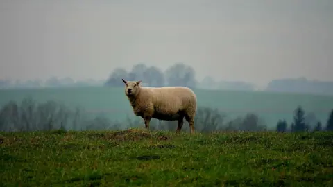 Andrea H A lone sheep stands in a grass field. It is looking at the camera. The day is overcast and it appears to be raining.