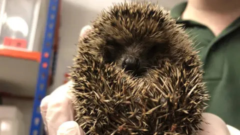 Volunteer holds hedgehog