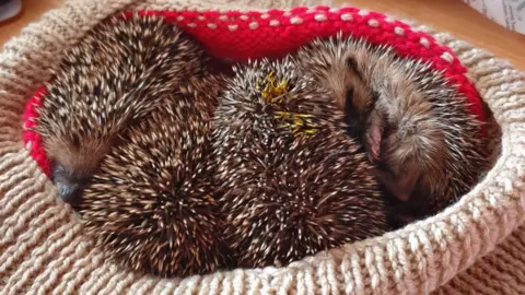 Di O'Keeffe Four hoglets rescued by West Wales Hedgehog Rescue