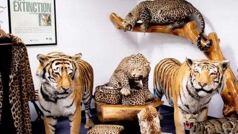 BBC Stuffed tigers