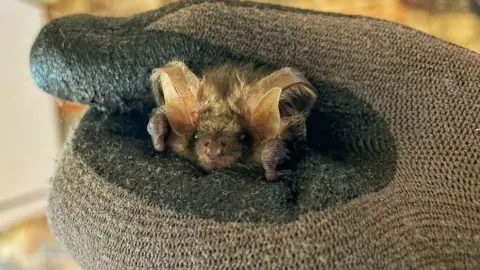 A bat