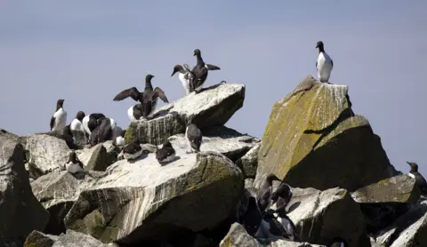 National Trust for Scotland birds