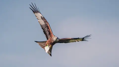 Chad Brown Red kite with cup in talons