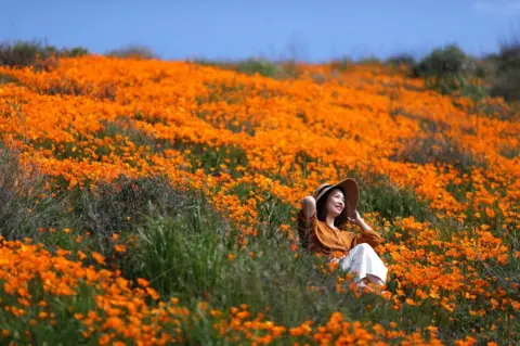 Reuters A woman sits in a super bloom of poppies in Lake Elsinore, California