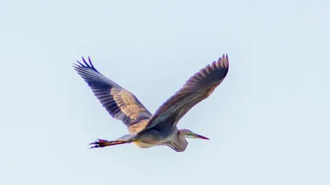 Purple heron