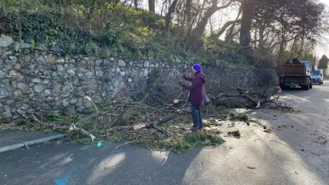 Stuart Tolcher Woman picking pine from trees in Guernsey