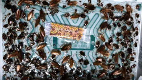Chris Corbett/Aderyn Pest Control A close-up image shows a cockroach infestation on a monitoring trap, with dozens of brown and black insects of varying sizes clustered across a glossy surface. At the centre lies a small sachet of multicoloured bait granules,
