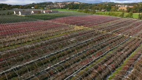 Landward Blueberries