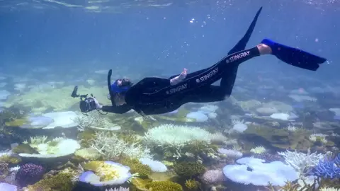 AFP This photo taken on April 5, 2024, shows marine biologist Anne Hoggett inspecting and recording bleached and dead coral around Lizard Island on the Great Barrier Reef, located 270 kilometres (167 miles) north of the city of Cairns. Australia's spectacular Great Barrier Reef is experiencing the most widespread bleaching on record, with 73 percent of surveyed reefs damaged.