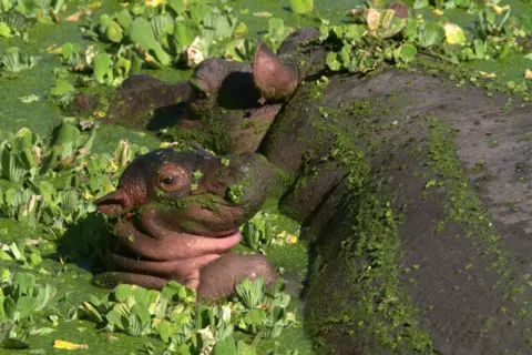 Ian Salisbury Hippos photographed in Zambia's South Luangwa National Park