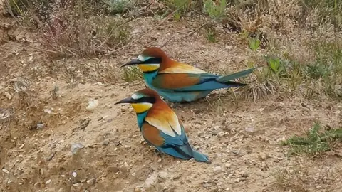 Mike Edgecombe Bee-eaters in Norfolk