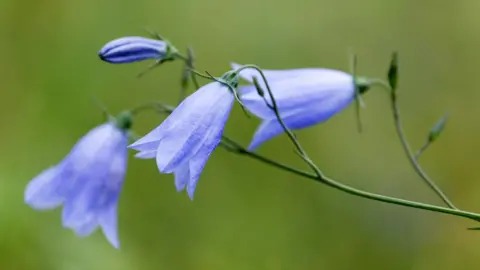 Lorne Gill harebell