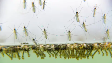 Getty Images Mosquitoes
