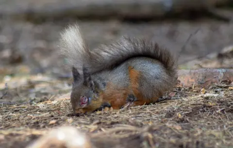 Lisa Fuller Squirrel with symptoms of squirrelpox