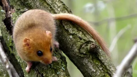 A dormouse