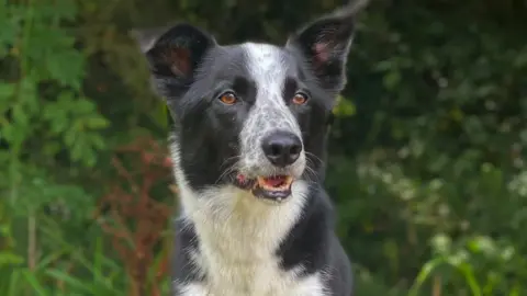 Seb Thomas Image of Seb with Buddy the black and white border collie dog.