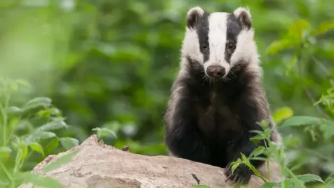 Getty Images Badger