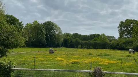 Fiona Ryders Field in the centre of Bramfield, Suffolk