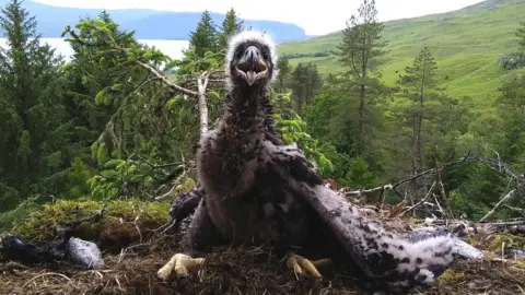 Steve Bentall Sea eagle chick