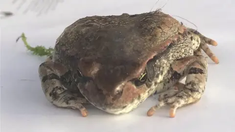 RSPCA South African frog