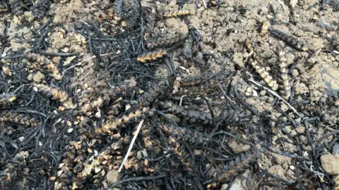 Burnt wheat up close.