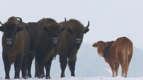 Rafal Kowalczyk Cow among wild bison, Poland, January 2018