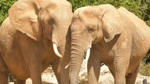 Tom Smith Elephants at Colchester Zoo